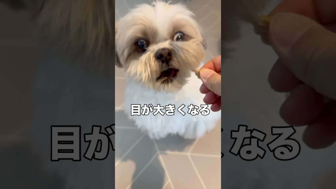 【シーズー】今日の朝んぽ / おやつで豹変 / 階段ダッシュ / ハニザップ (2025.2.12)