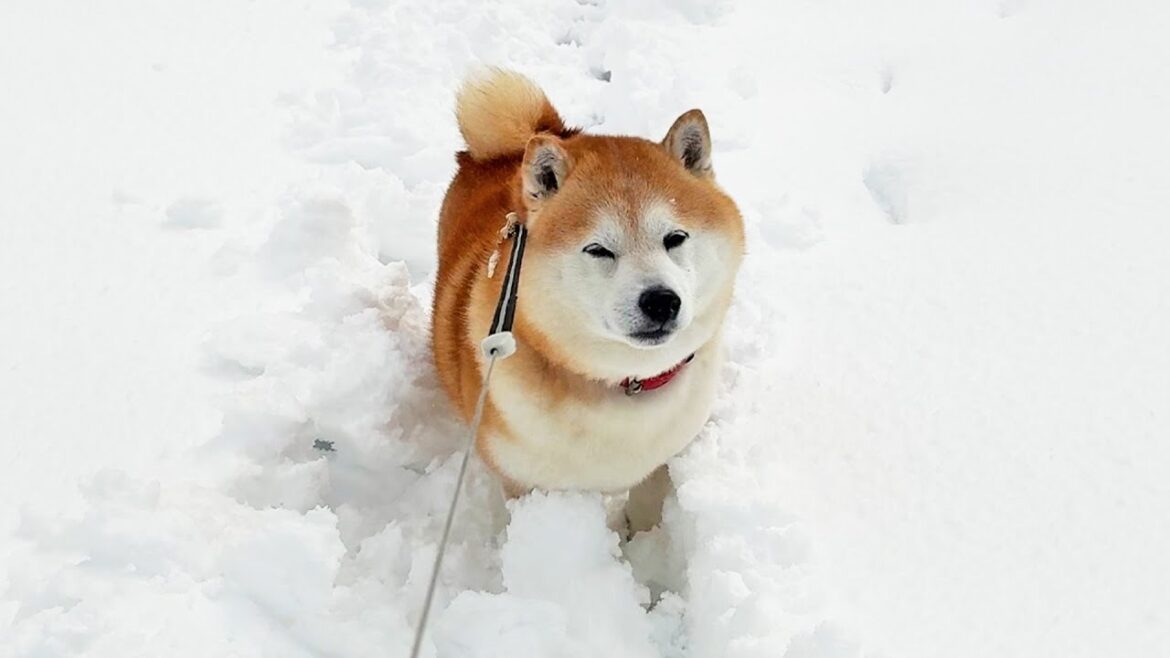 大雪を掻き分けてすすむ家族を早々に見限り、やれやれ顔で単独帰宅する柴犬