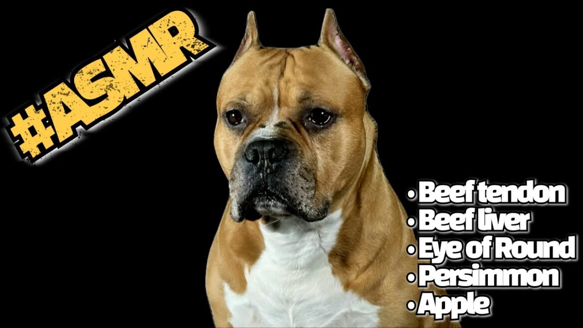 DOG ASMR RAW Beef tendon&Beef liver&Eyes of round&Persimmon&Apple MUKBANG #먹방 #강아지 #소고기 #과일 #asmr