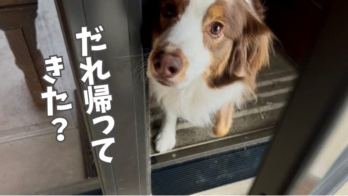 愛犬による家族順位付け｜家族が帰ってきたときの愛犬の態度が露骨すぎる笑｜オーストラリアンシェパード