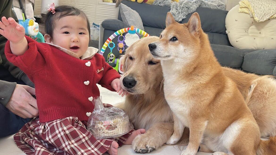 バレンタインデーに大好きな子からプレゼントを貰い大喜びする豆柴とゴールデンレトリバー