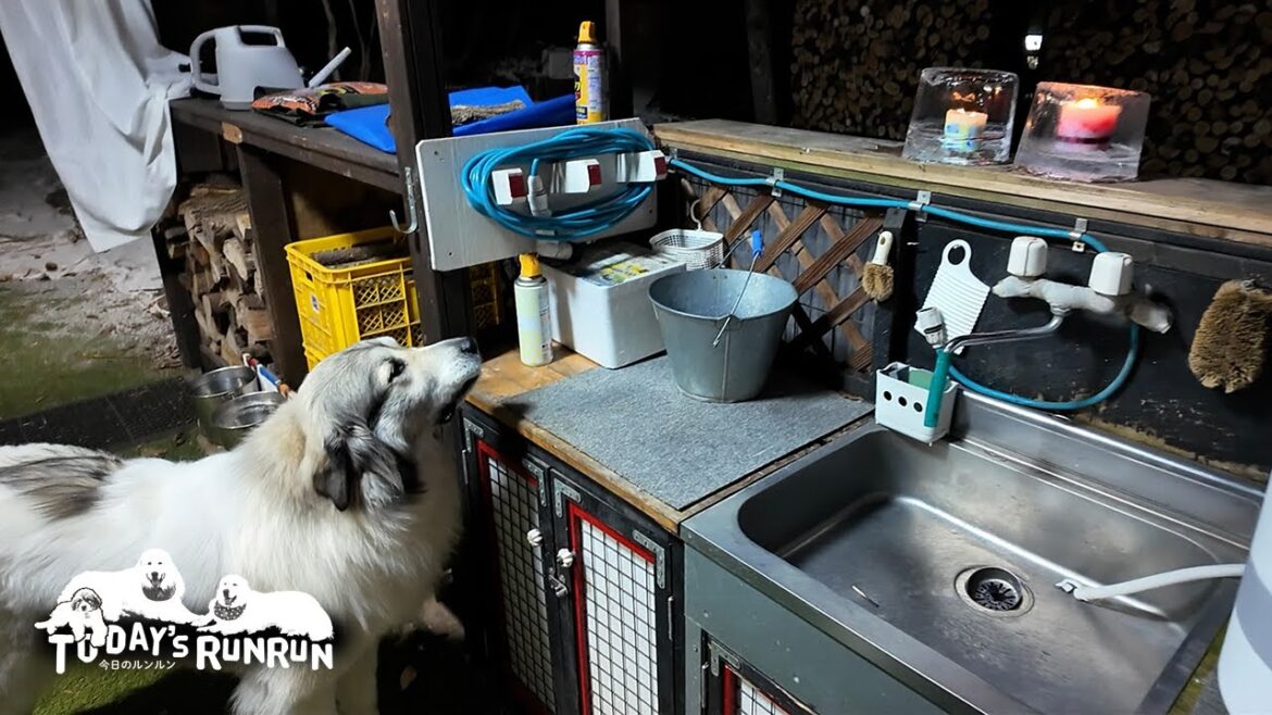 食べられないの？アイスキャンドルにはあまり興味が無いベルです　Great Pyrenees　グレートピレニーズ