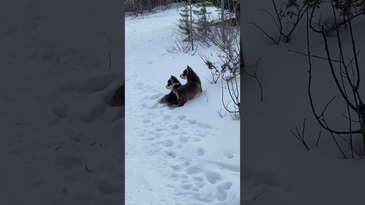 😍Baby Malamute Puppies Love Snow 🐶 #puppy #cute #husky #puppies #short #animals #love #malamute