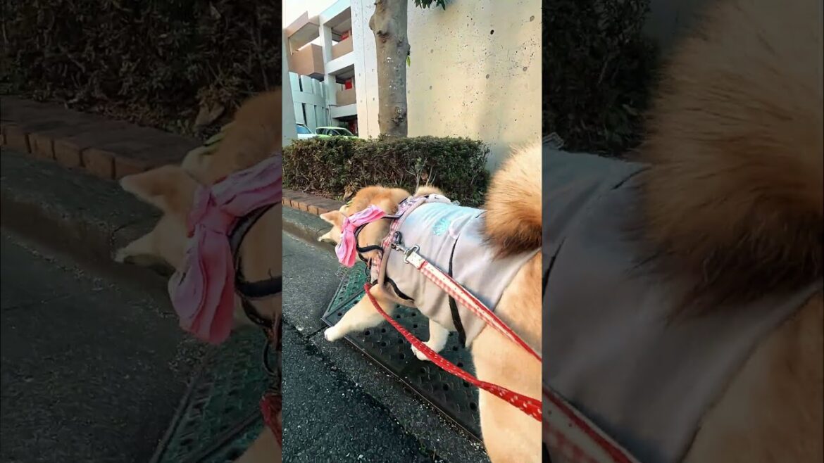 お散歩るなちゃん【介助犬と桃にゃん】 #柴犬介助犬 #介助犬るな #介助犬と桃にゃん #介助犬 #dog #doglover #cutedog #柴犬