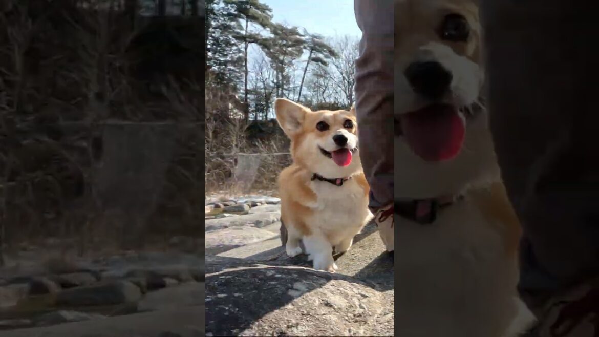 笑顔でついてくるコーギー / A corgi following along with a smile #コーギー #corgi #サクラ