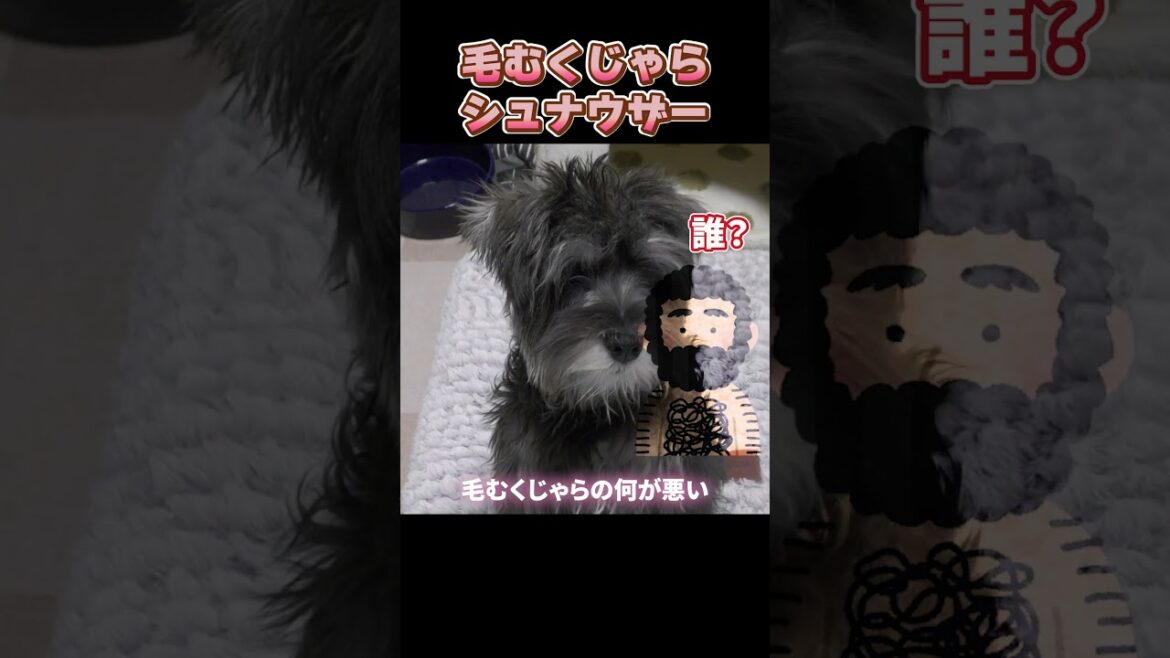 毛むくじゃらの華麗な日常 #shorts #ミニチュアシュナウザー #癒し #miniatureschnauzer #puppy #可愛い