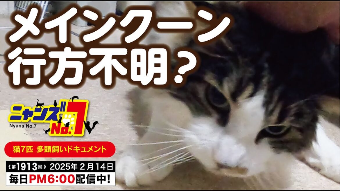 《第1913回》メインクーン 行方不明? 《第1913回》メインクーン 行方不明?