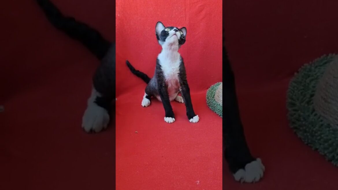 Oda is a Cute Devon Rex Kitty in a Black and White Fur Coat