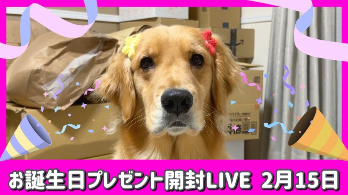 【🎉2歳🎉】ヒナちゃんバースディLive🐶❤️プレゼント開封祭り開催🎁 【🎉2歳🎉】ヒナちゃんバースディLive🐶❤️プレゼント開封祭り開催🎁