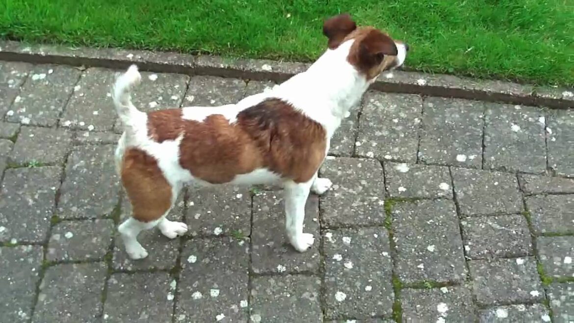 Smooth Fox Terrier in English Garden-Jingles !