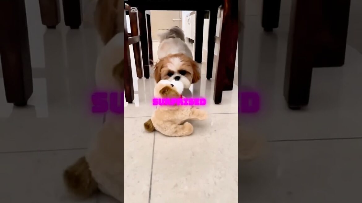 SHIHTZU VS TOY #newshorts #pets #shiztzu #puppy