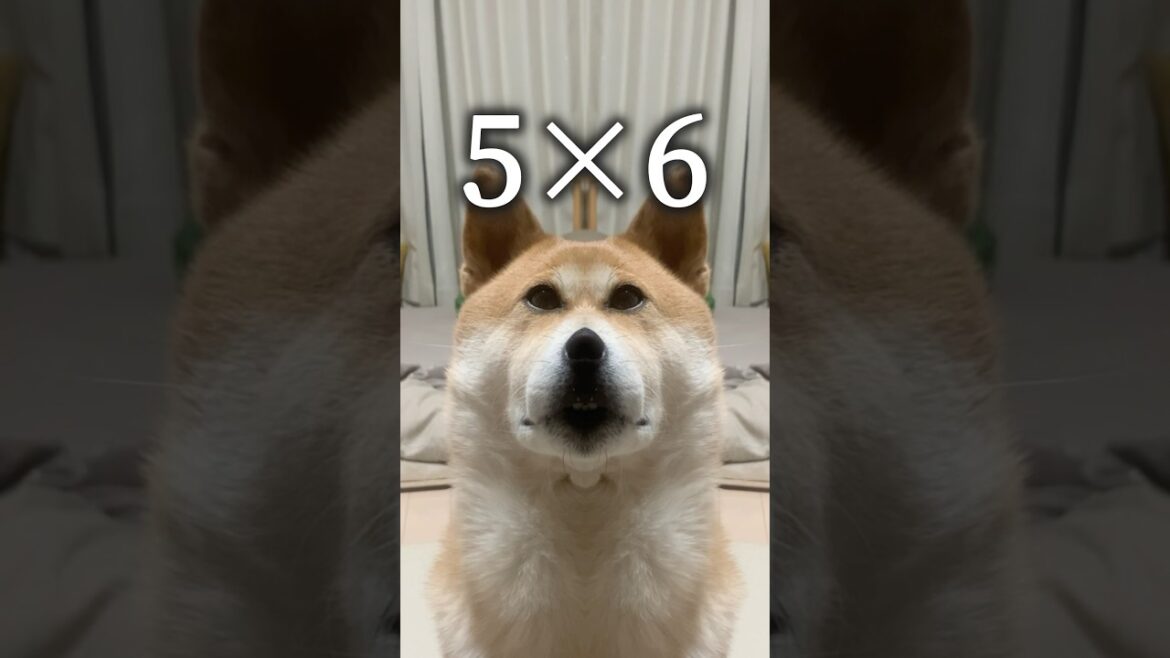 絶対に覚えてはいけない柴犬かけ算「4の段〜6の段」#犬 #数学 #勉強