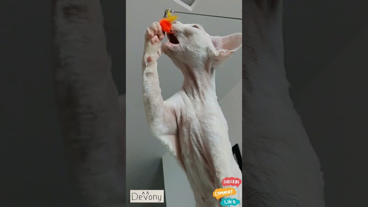 #devonrex #cat #pets #catlover #socialmedia #shortsvideo #catshorts #funnycats #catvideos #shorts
