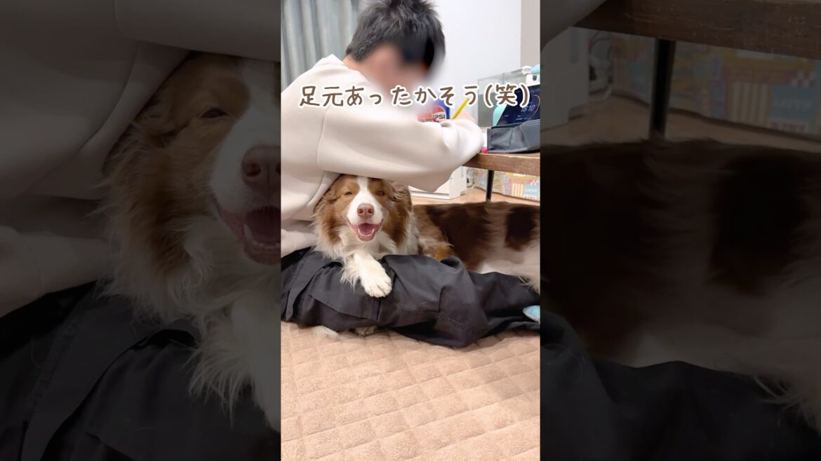 テスト勉強中のお兄ちゃんに甘える犬達が可愛い😂【ボーダーコリー・オーストラリアンシェパード】#shorts