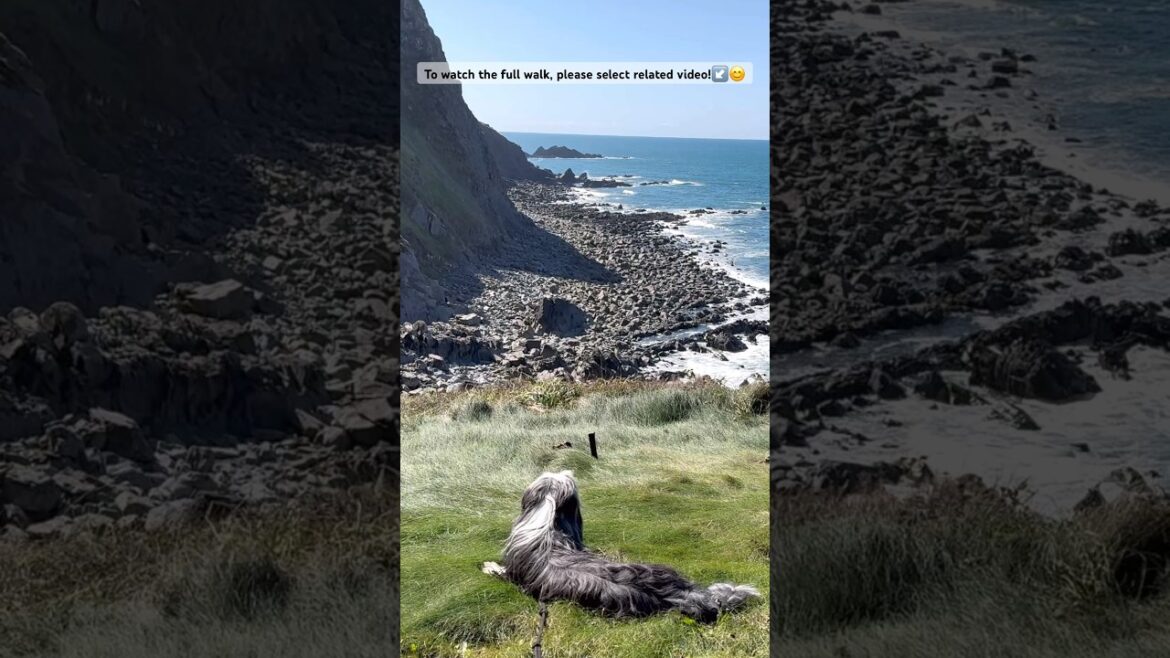 Rest, roll & relax! #devon #coast #scenery #coastalviews #beardedcollie #dogwalk #shorts