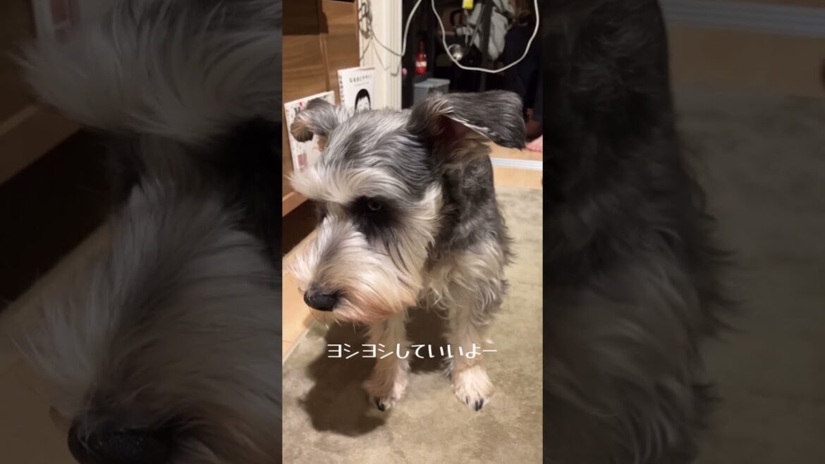 ヨシヨシしてほしい甘え上手なわんこが可愛い#ミニチュアシュナウザー #わんこ動画 #schnauzer