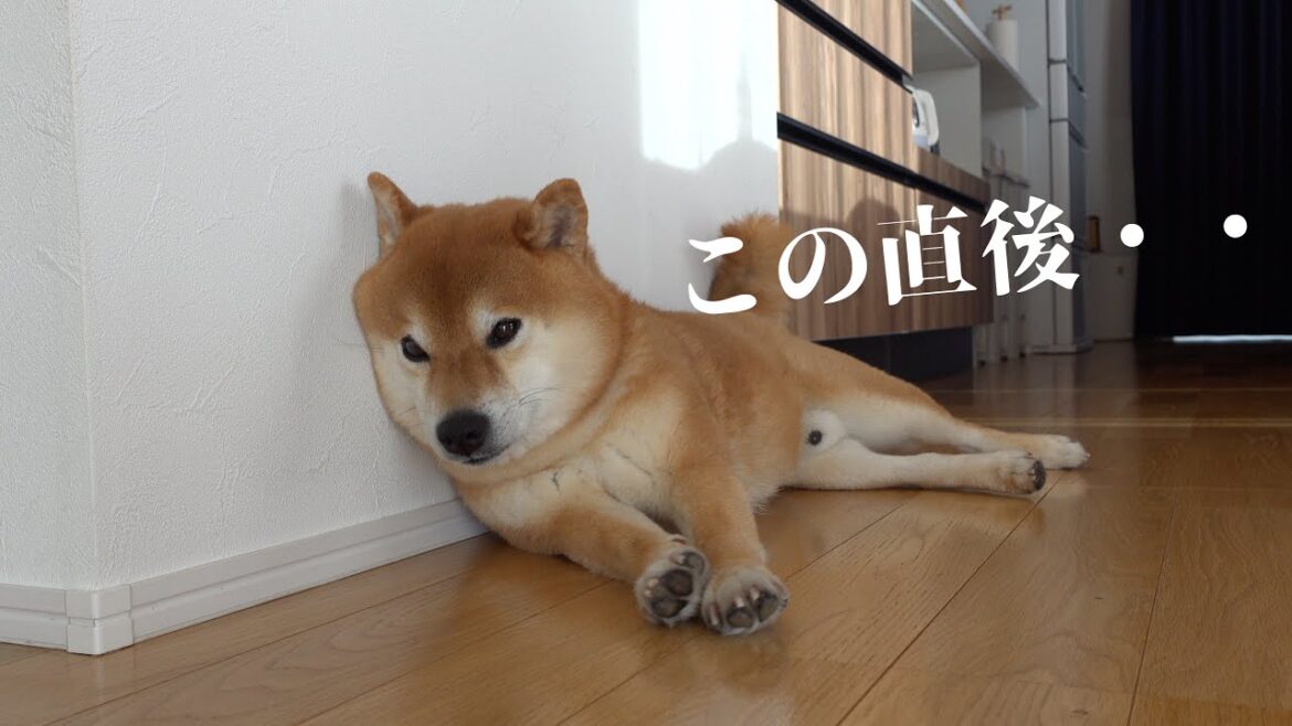 柴犬の「それやめて…」感がたまらない♡猫の可愛すぎるお昼寝妨害劇! 柴犬の「それやめて…」感がたまらない♡猫の可愛すぎるお昼寝妨害劇!