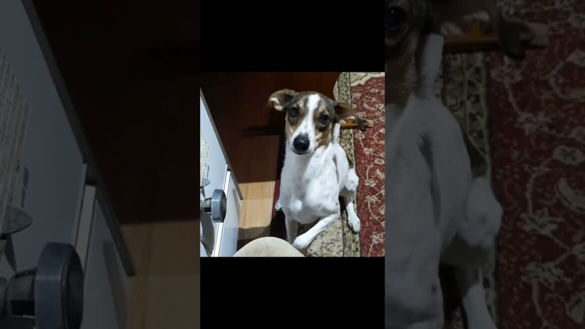 What did the paw say to the face?
