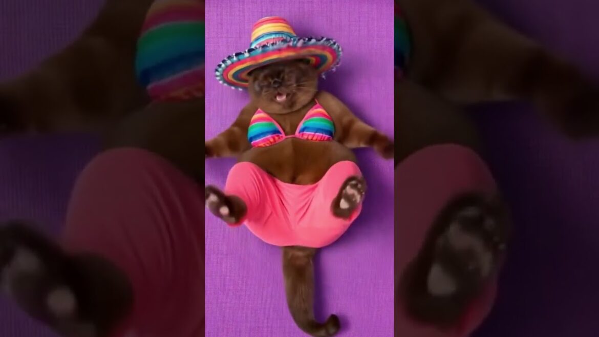 #funnycats #cats Cat on the beach, Cat doing yoga on the beach, Cat talking, Cat singing #cute #pets