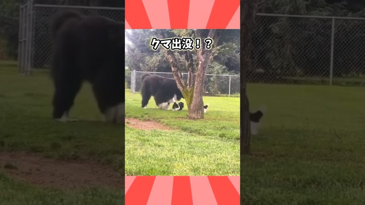 犬さんの動画見て笑ったら寝ろwwwwwww #ペット #面白ペット #ゆっくり #犬のいる生活