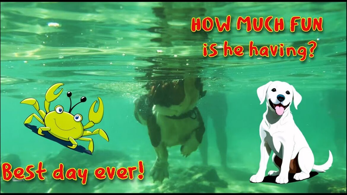 A Basset’s Tropical Beach Adventure #sun #surf #sand A Basset's Tropical Beach Adventure #sun #surf #sand