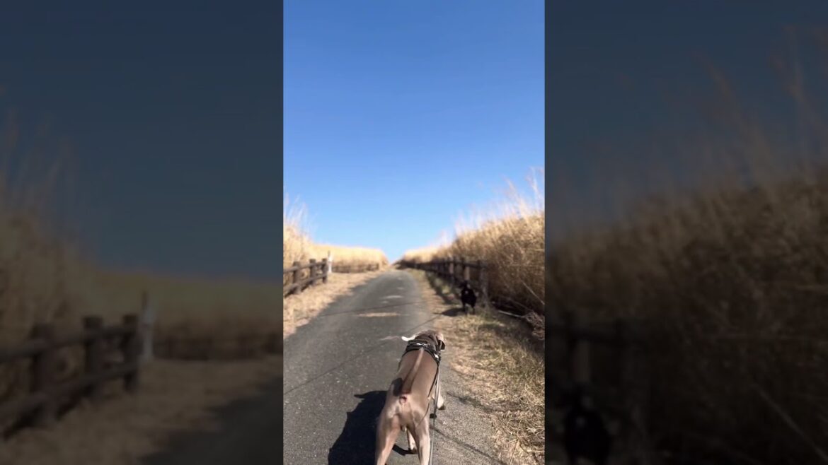 カムイとディーン『カルスト台地を翔る』 #shorts #ワイマラナー #weimaraner #保護犬 #雑種犬 #平尾台 カムイとディーン『カルスト台地を翔る』 #shorts #ワイマラナー #weimaraner #保護犬 #雑種犬 #平尾台
