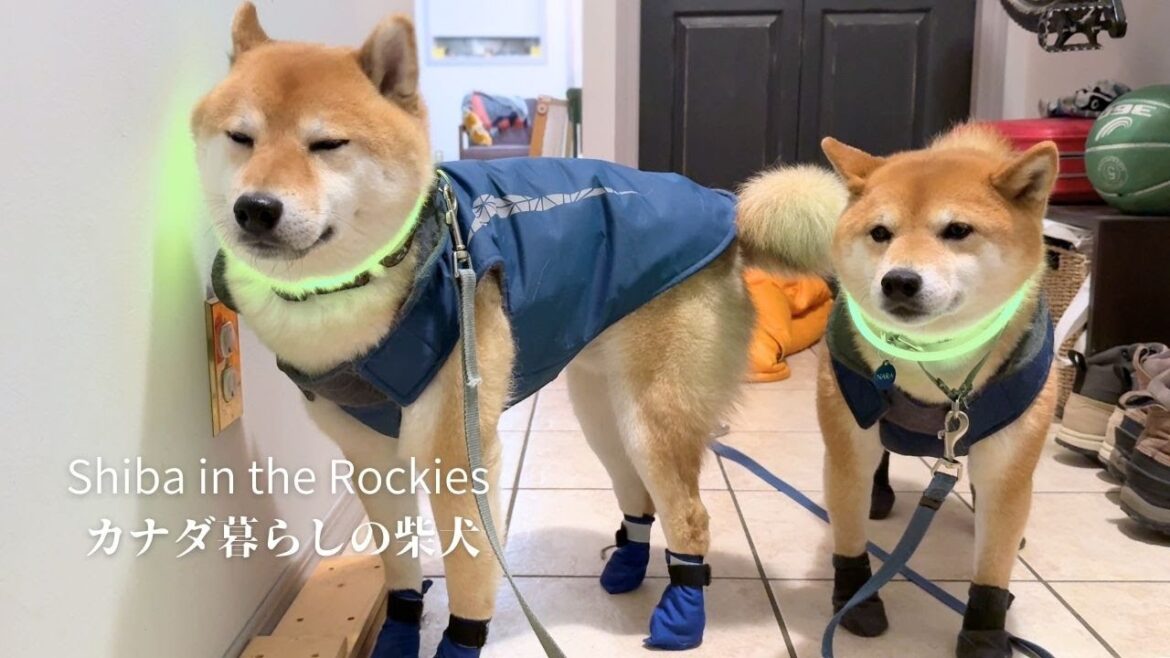 -28℃の寒波のため仕方なく極寒用のフル装備で出動する柴犬たち【4K】カナダ海外生活