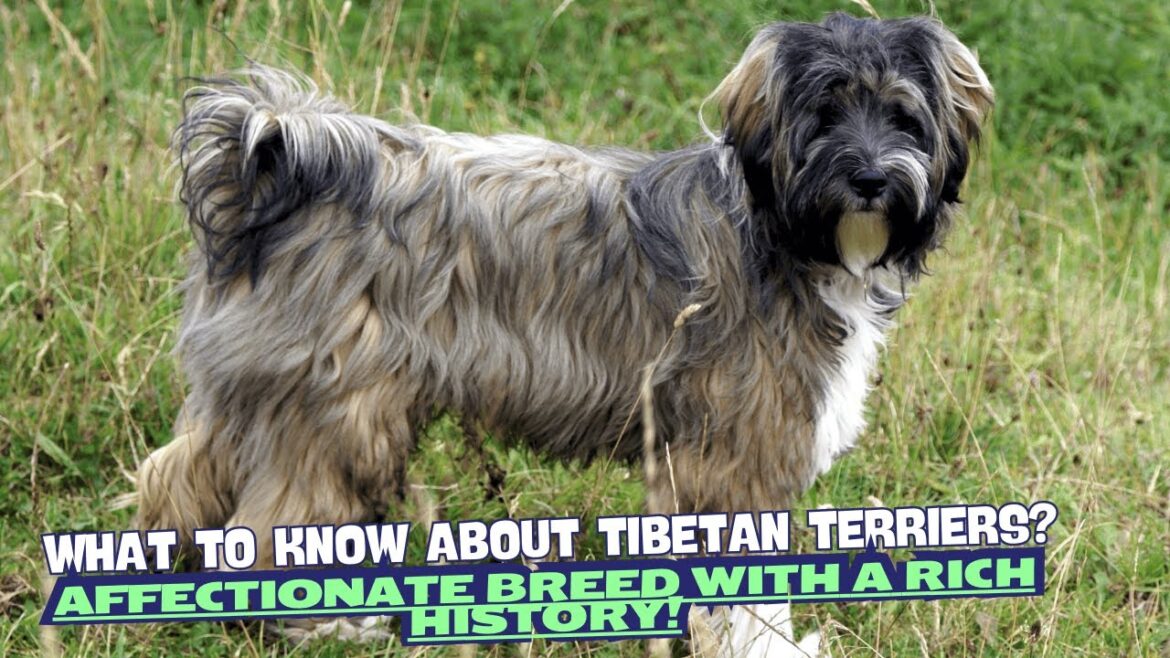 What to Know About Tibetan Terriers? 🏔️🐾