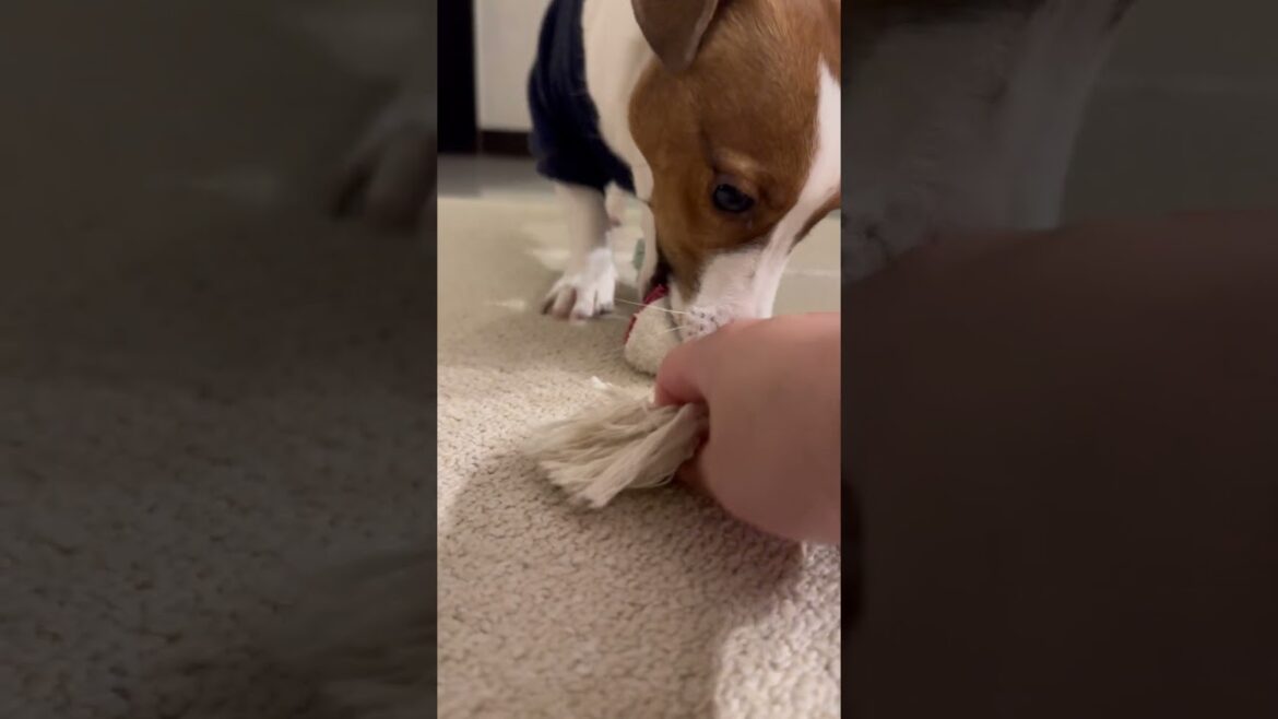 【Jack Russell Terrier傑克羅素㹴BonBon】dog protection toys#shorts#jackrussellterrier #傑克羅素㹴#잭러셀￼