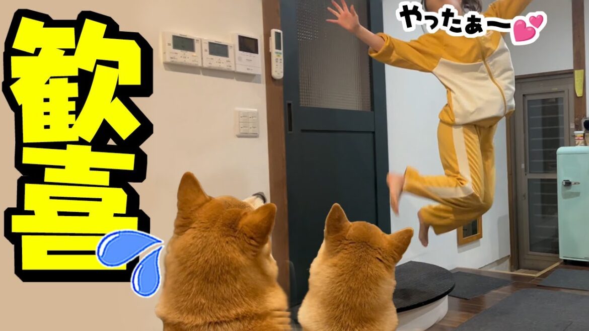 運転デビュー前の大興奮の娘にドン引きが止まらない柴犬姉妹