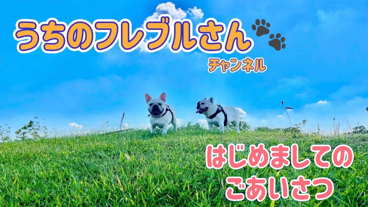 【初投稿】うちのフレブルさん🐾『はじめましてのごあいさつ』　　愛犬フレンチブルドッグの日常やお出かけ