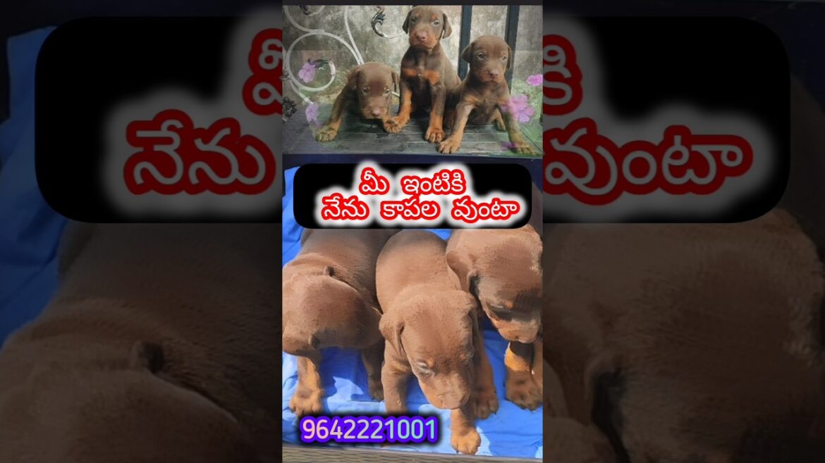 Elite Doberman Puppies available – Strong, Smart, and Loving! 9642221001 Deepak's exotic pets