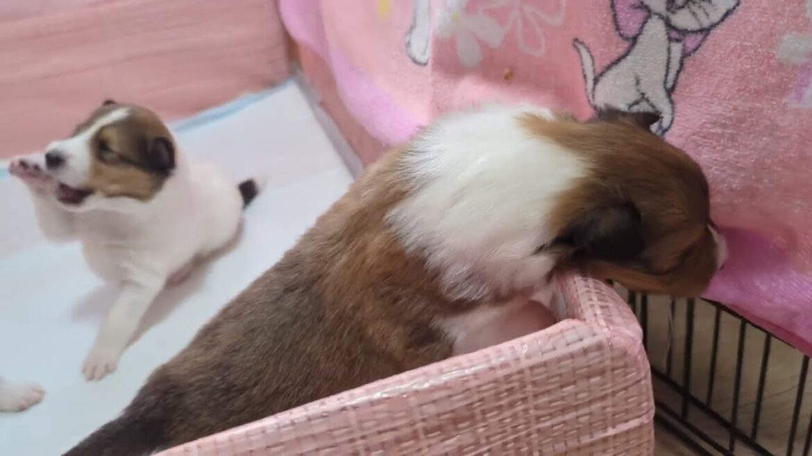 ﾗﾌｺﾘｰ　Motherlake Collies　チコの子　生後17日目　02152025