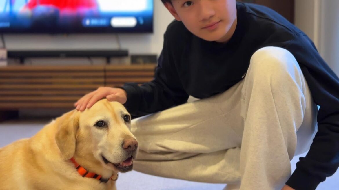 大型犬用の新しいベッドを買ってもらった ラブラドール・レトリーバー / Labrador retriever