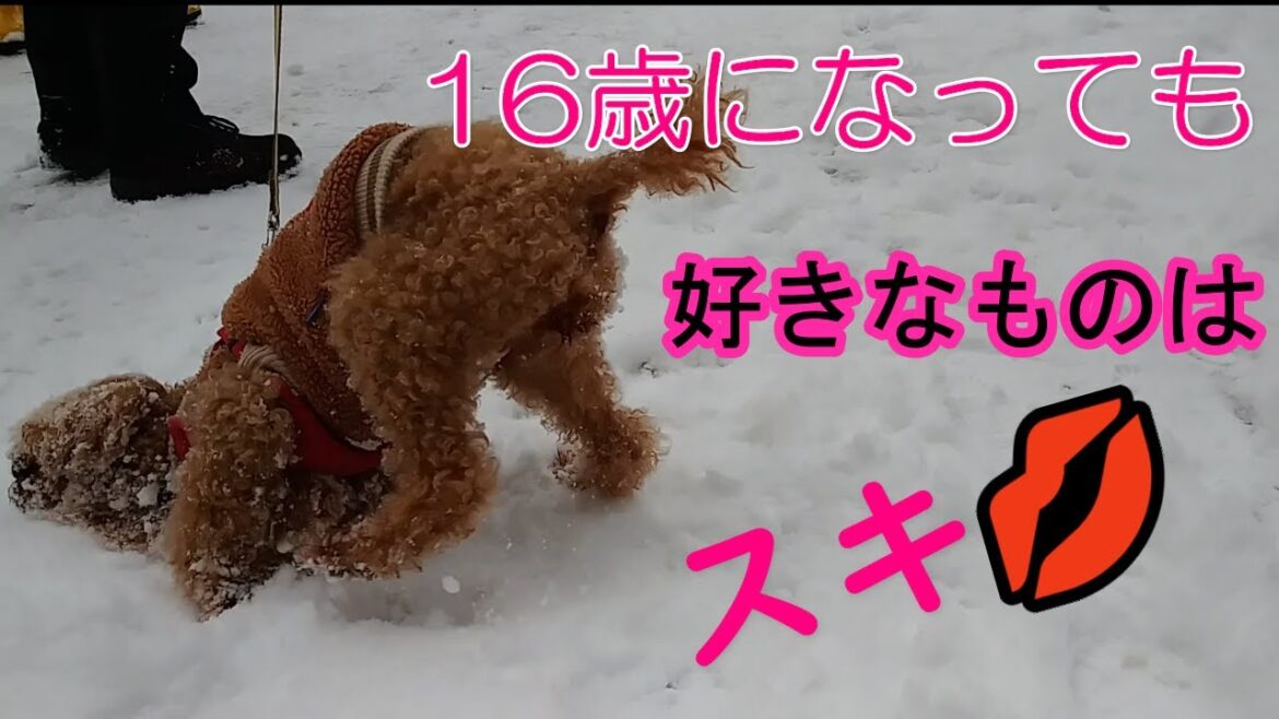 NO.139【トイプードル】【高齢犬】【16歳2ヶ月】何歳になっても好きなものは好きと言うと事実