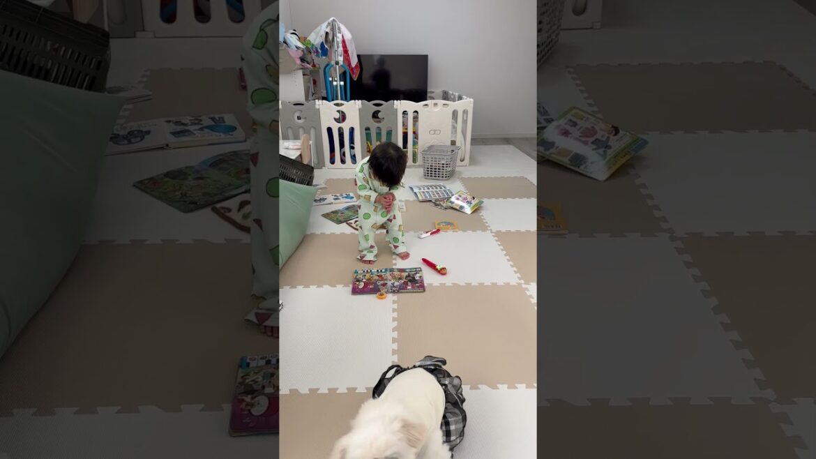 サクラのお客様とペキニーズ #赤ちゃん #こども #ペキニーズ