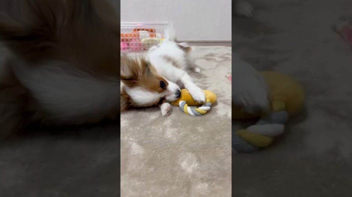 少しずつ寄ってくる生後5ヶ月の子犬🐶パピヨン犬のリーナ　無防備