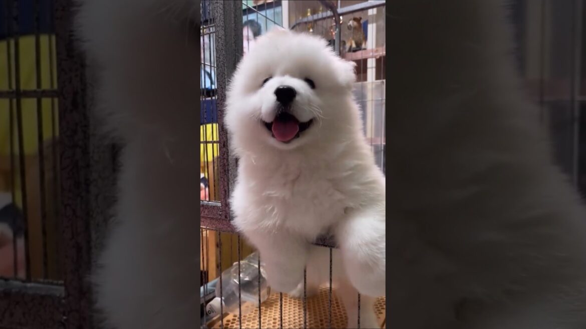 サモエドさん見て癒やされたら寝ろwww #動物 #イヌ #サモエド サモエドさん見て癒やされたら寝ろwww #動物 #イヌ #サモエド