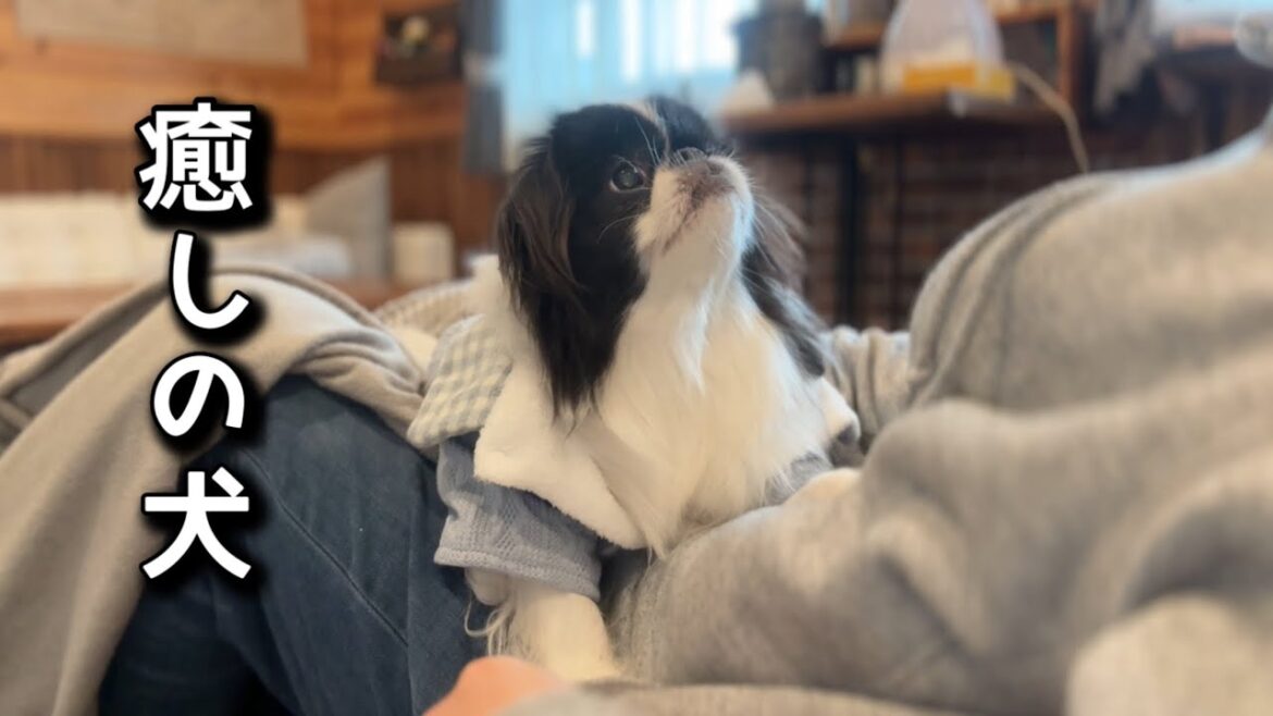 人の心に寄り添う犬、ホンワカ系の日本犬狆（チン）