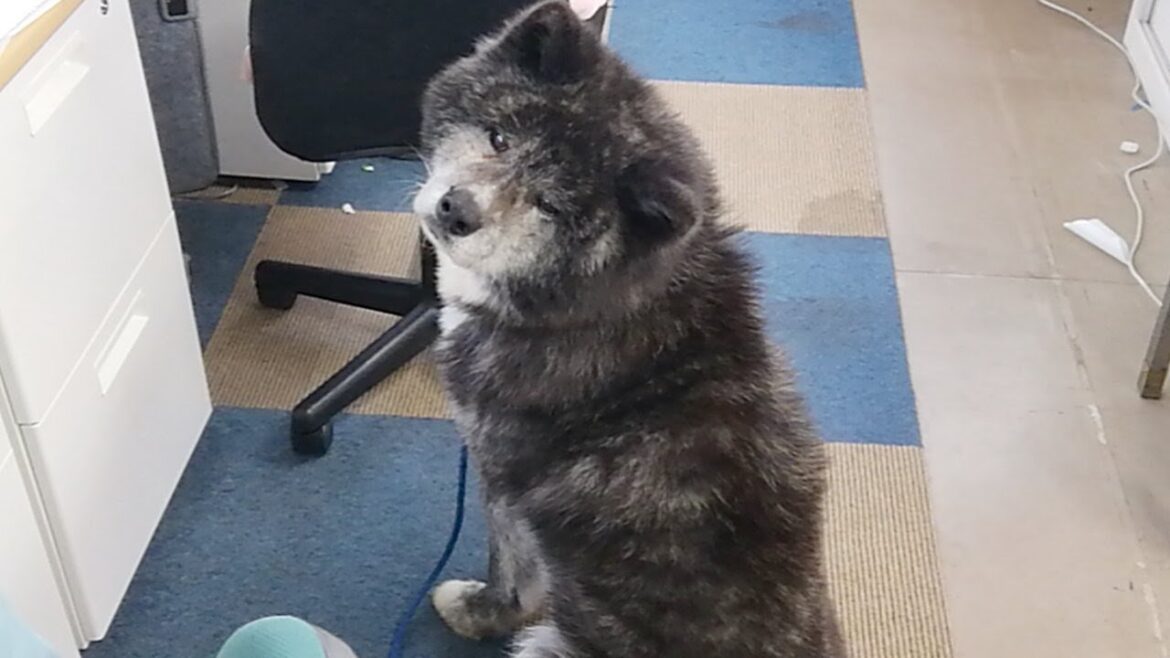 秋田犬会館配信！