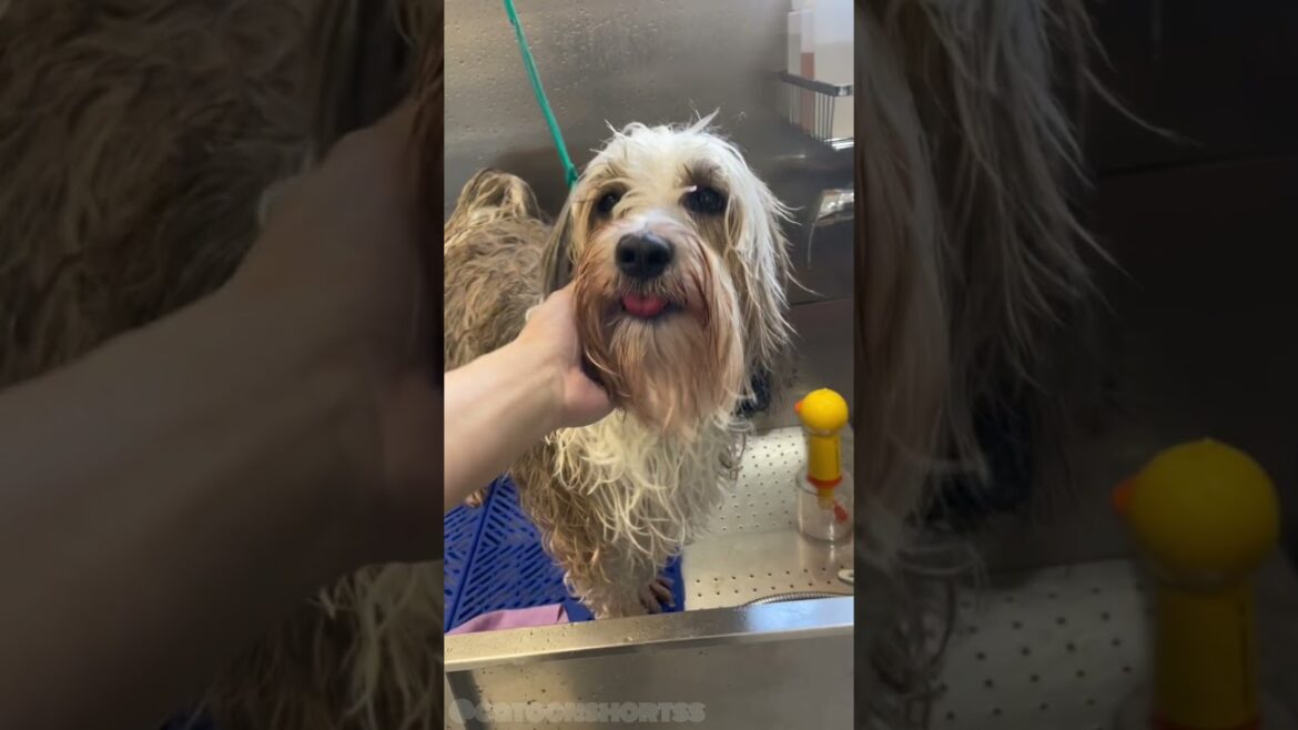 Lhasa Apso For dog #dog #shortvideo #shorts #viralvideo #леопольдкот #леопольд