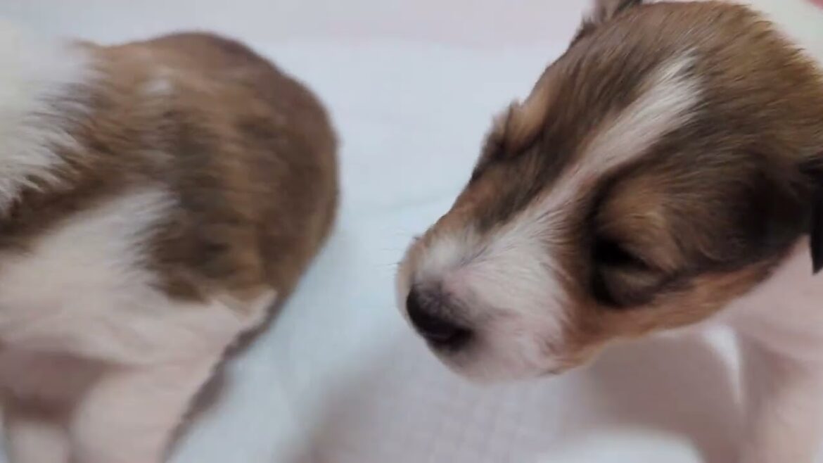 ﾗﾌｺﾘｰ　Motherlake Collies　チコの子　生後17日目　02152025
