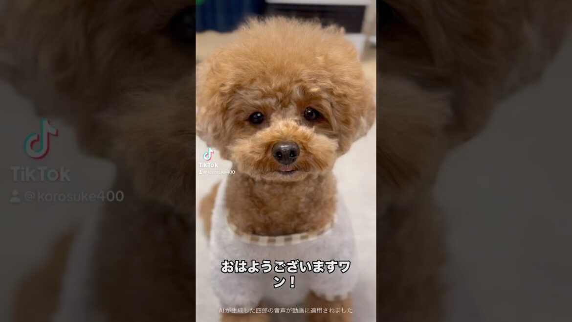 週の後半で疲れも出てきたけど気を抜かず頑張ろうと思うトイプードル❗️ #トイプードル #おすすめ #金曜日