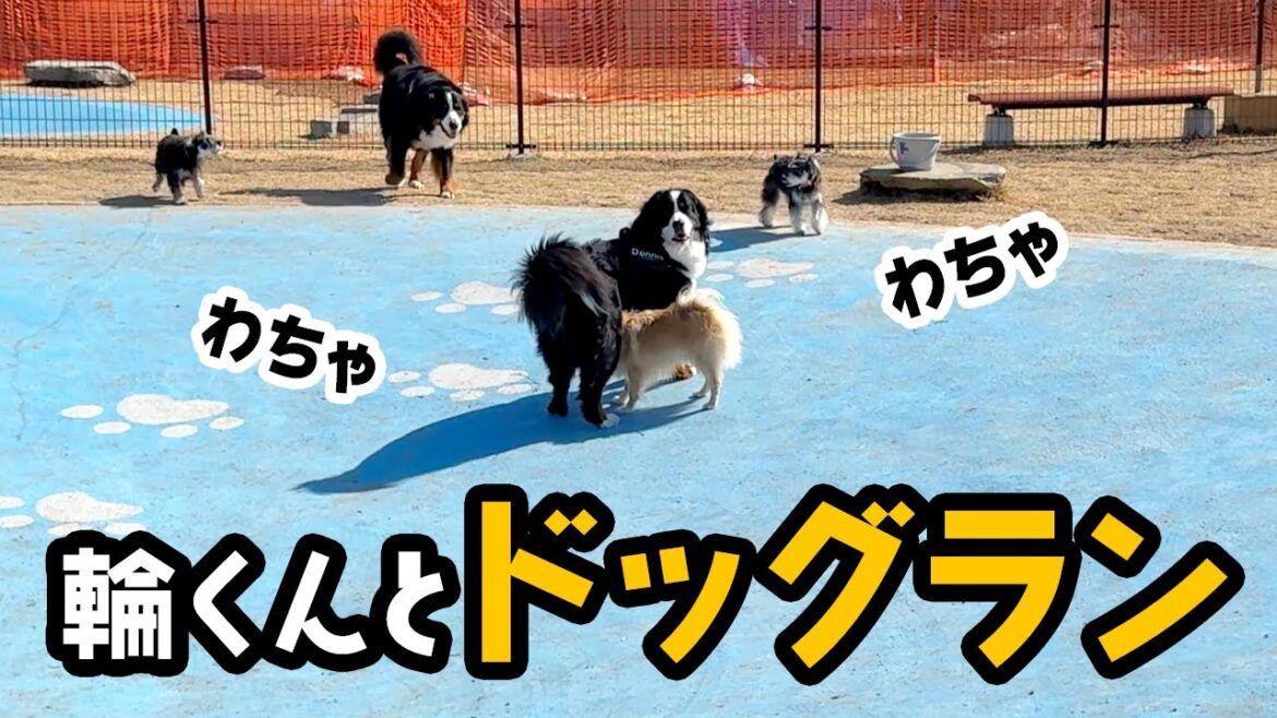 輪くんとドッグランに行ったよ【1歳7ヶ月バーニーズ】 輪くんとドッグランに行ったよ【1歳7ヶ月バーニーズ】