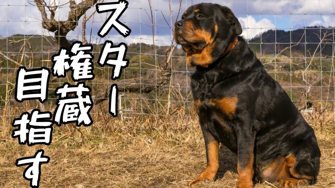 【ロットワイラー】権蔵くんモデルさんになって第二の人生あゆむ? 【ロットワイラー】権蔵くんモデルさんになって第二の人生あゆむ?
