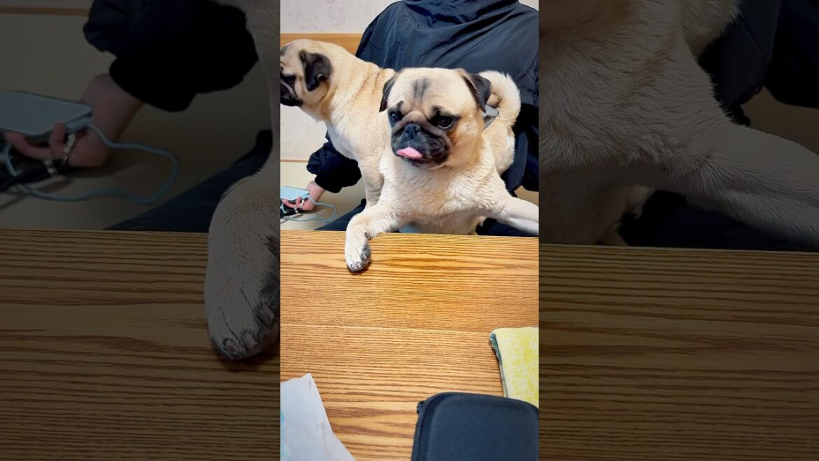 [パグ] お風呂上がりのパグたち (Pugs after hot spring) なにぺろぺろしてるの？👅 (Why are you licking the air?) #伊豆 #熱海 #かざみどり