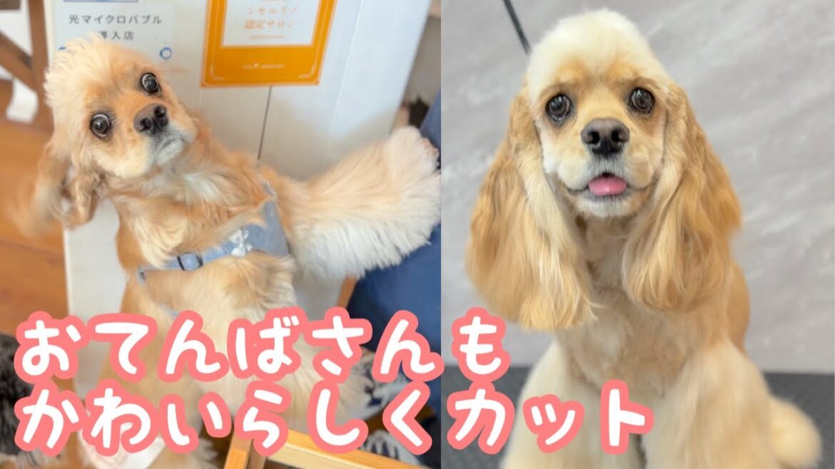 おてんばなアメリカンコッカースパニエルを更にかわいくカット✂︎（シエルちゃん）