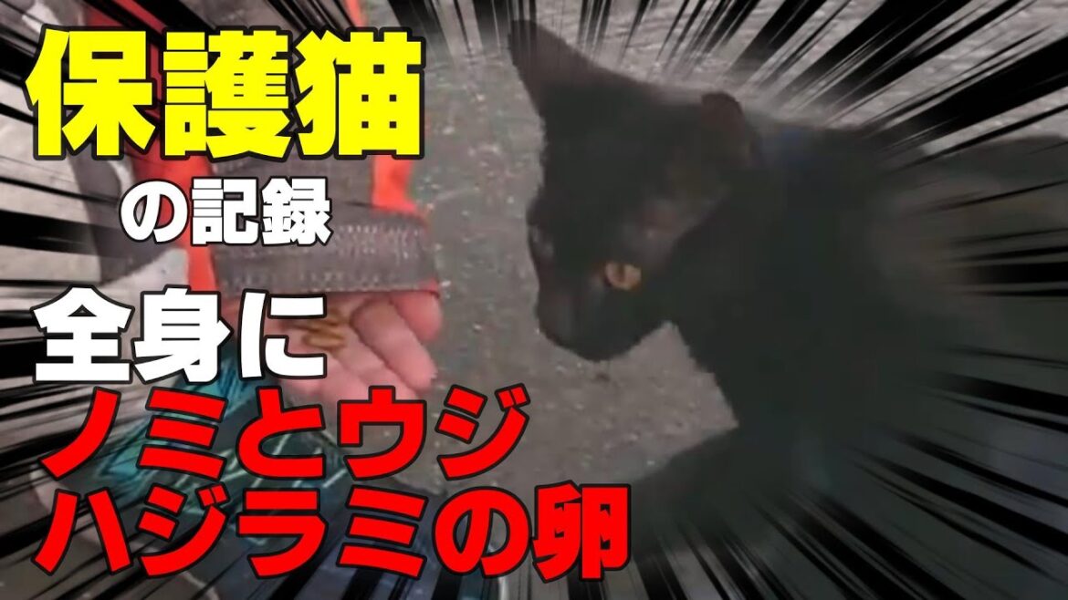 【野良猫を保護したら予想以上に大変でした】★１９３回目★