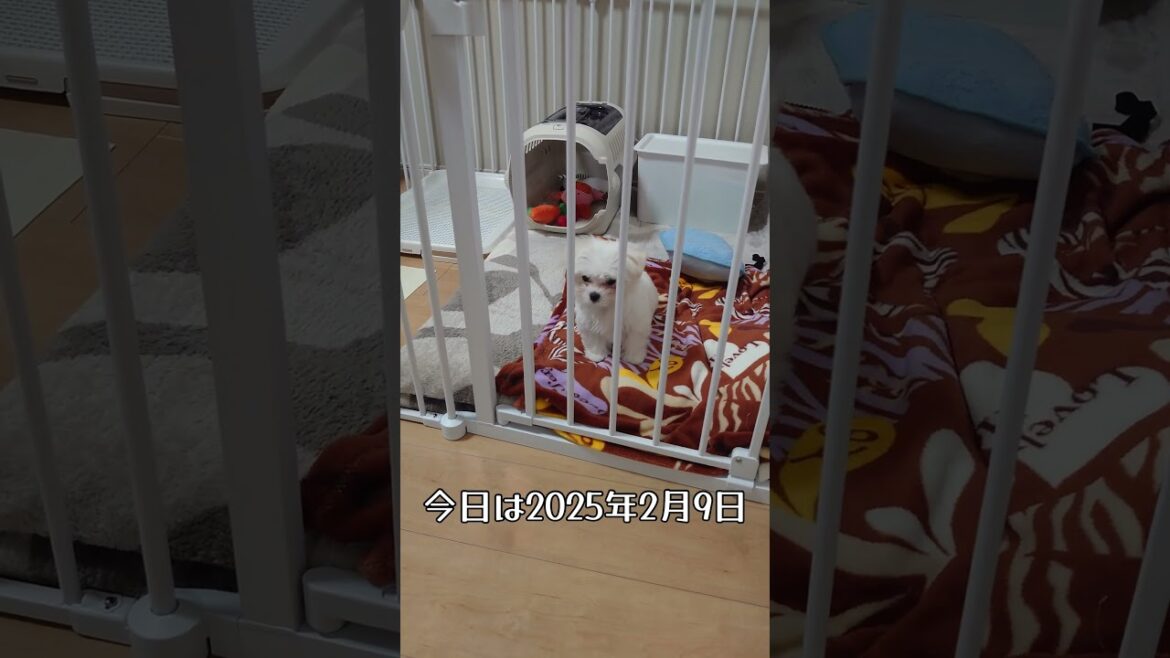 ももちゃんねる⭐️シニアと暮らすマルチーズパピー⭐️脱走失敗 #puppy #可愛い #ペット #癒し＃子犬＃ #犬のいる生活
