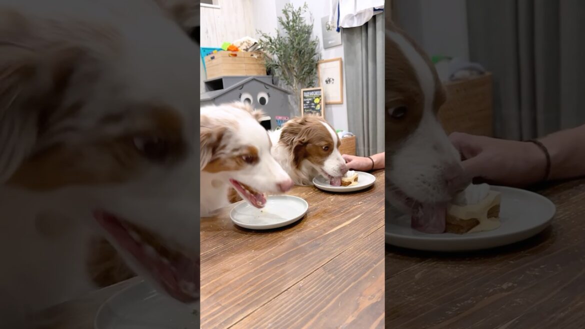 男の子らしい食べ方と女の子らしい食べ方の違いが可愛い😂🍰笑【ボーダーコリー・オーストラリアンシェパード】#shorts